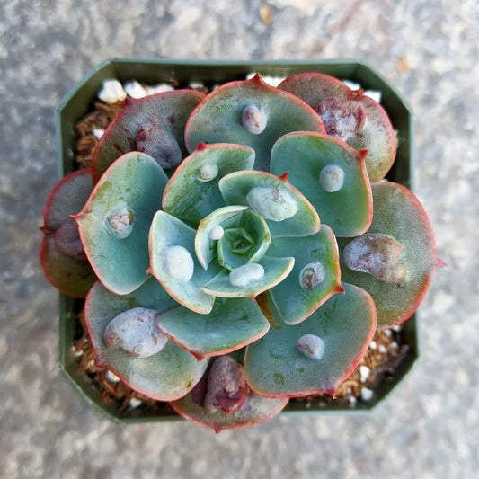 A close-up of an Echeveria Raindrop in a 2.5" pot, displaying its characteristic bumps due to adequate sun exposure.