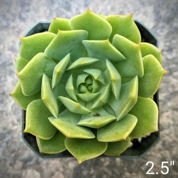 A close-up of Echeveria 'Ramillette' in a 2.5-inch pot, showcasing green leaves.