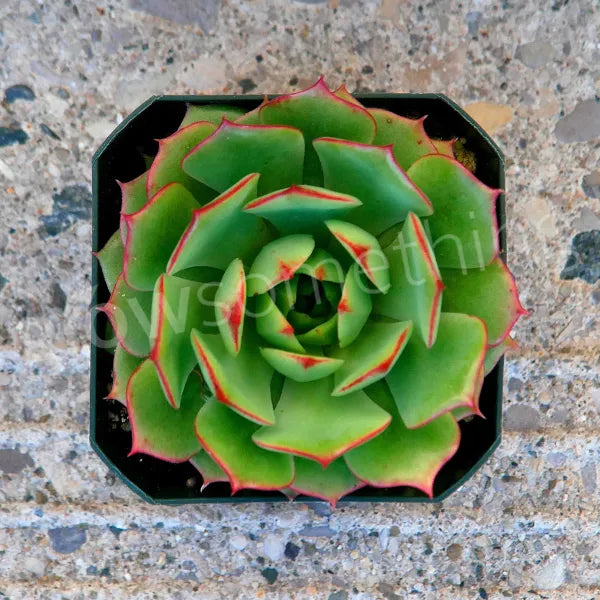 A close-up of Echeveria 'Ramillette' in a 2.5-inch pot, showcasing green leaves with red tips.