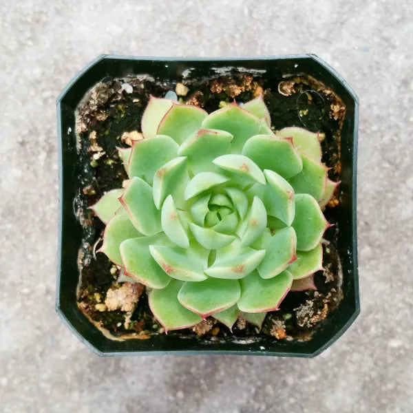 A close-up of Echeveria 'Ramillette' in a 2.5-inch pot, showcasing green leaves.