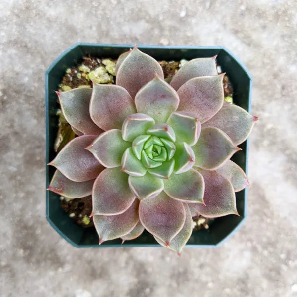 Close-up of Echeveria Roman succulent showcasing its grey-green rosette-shaped leaves with delicate pink tips.