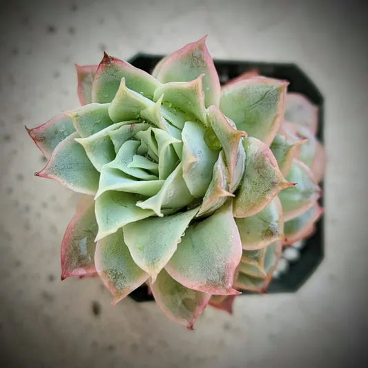 Echeveria Rose Queen
