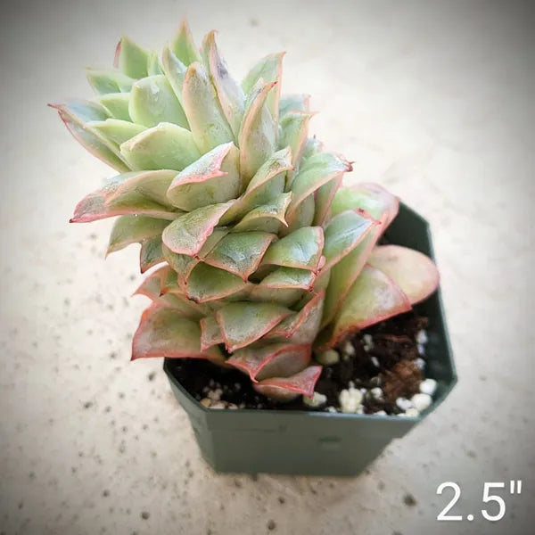 Echeveria Rose Queen