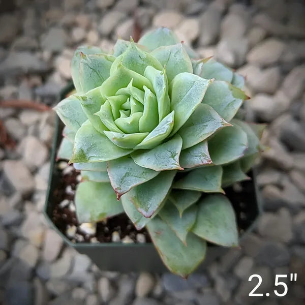 Echeveria Rose Queen