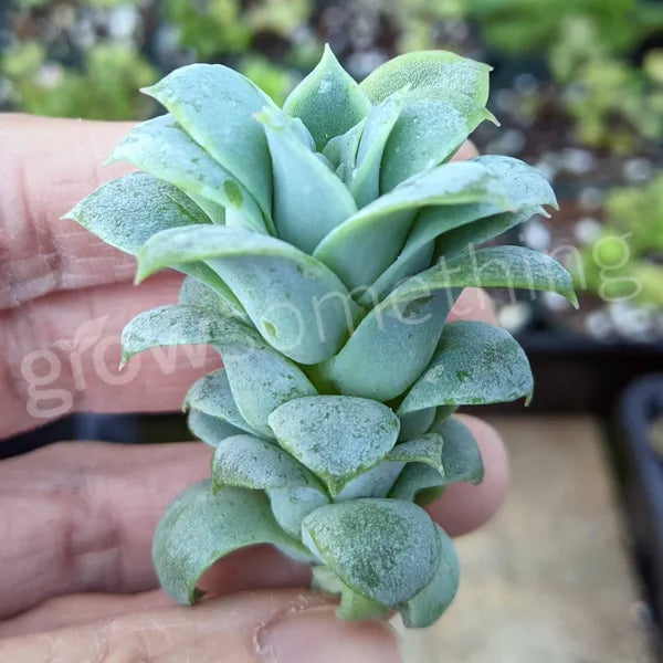 Echeveria Rose Queen