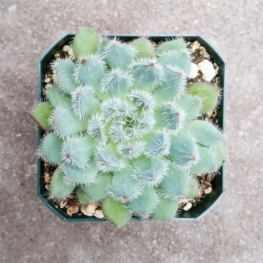 Close-up of Echeveria Setosa var. Minor succulent displaying its fuzzy, soft leaves and compact rosette shape.