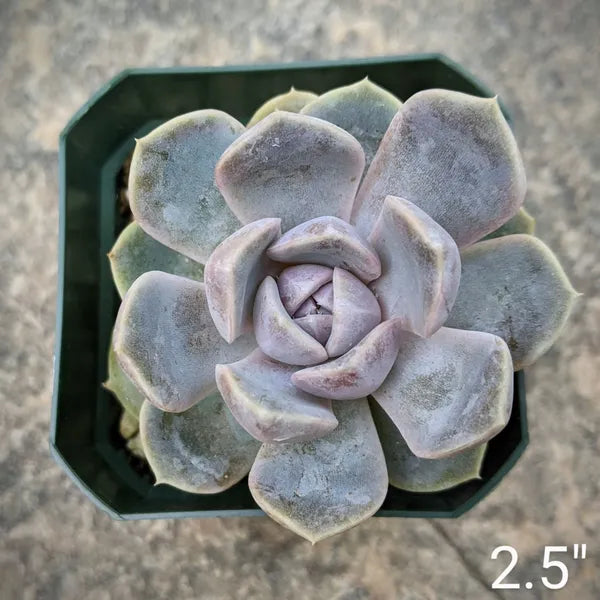 Close-up of Echeveria Snow Bunny succulent showing its pale blue-green leaves.