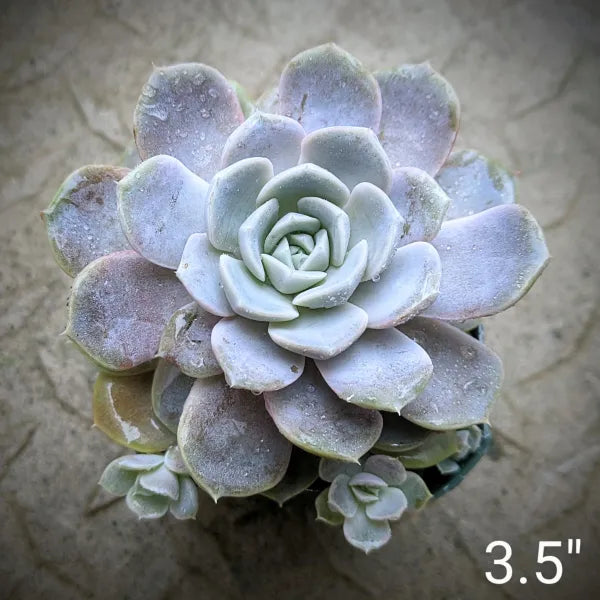 Close-up of Echeveria Snow Bunny succulent wth offset showing its pale blue-green leaves.