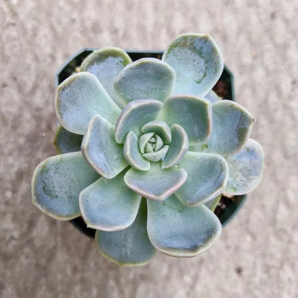 Close-up of Echeveria Snow Bunny succulent showing its pale blue-green leaves.