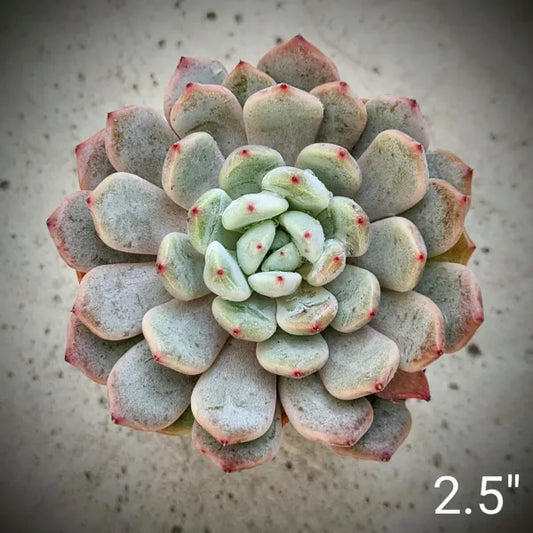 Close-up of Echeveria 'Snow Claw' displaying a dense rosette with pinkish-white leaves tipped in red.