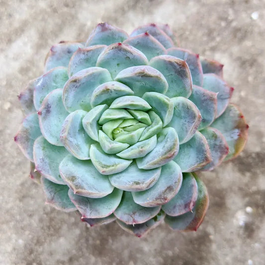 Echeveria Species 02