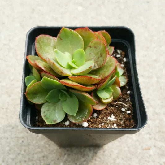 Echeveria Suyeon succulent with compact, rosette-shaped leaves and offsets in soft green hues, displayed in a minimalist pot.