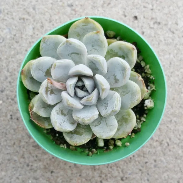 A close-up of Echeveria 'Snow Bunny' showcasing its rosette of pale green to silvery leaves.