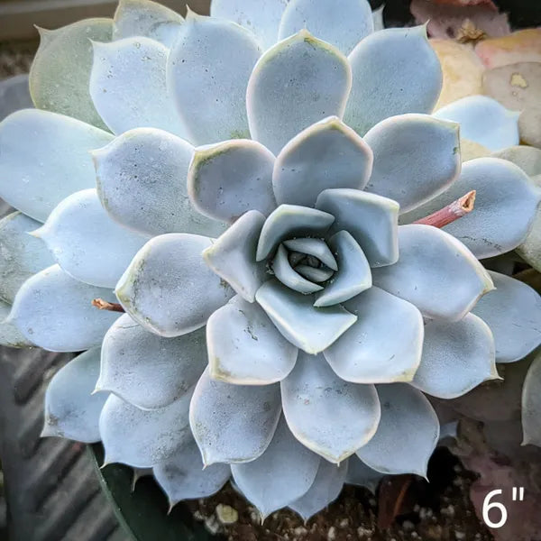 A close-up of Echeveria 'Snow Bunny' showcasing its rosette of pale green to silvery leaves.