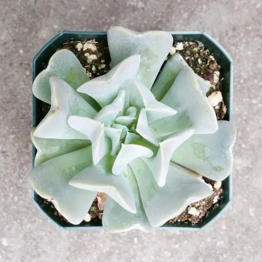 Echeveria Topsy Turvy