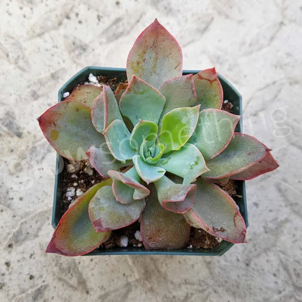 Echeveria Trumpet Pinky succulent displaying blue, green with pick tips rosette in a 2.5" pot, perfect for indoor or outdoor display. 