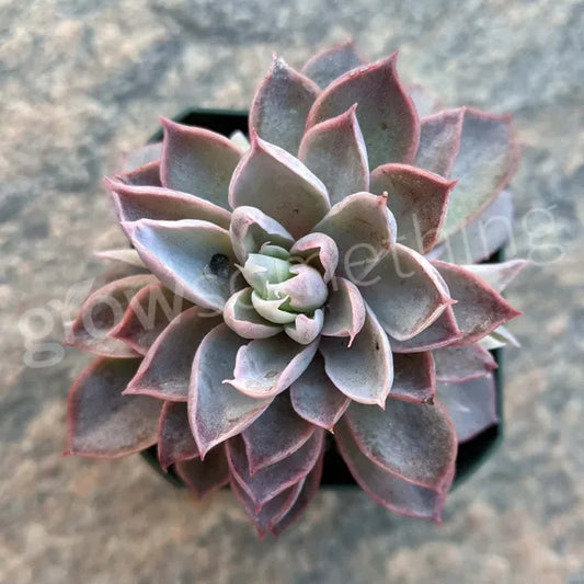 Echeveria Violet Queen