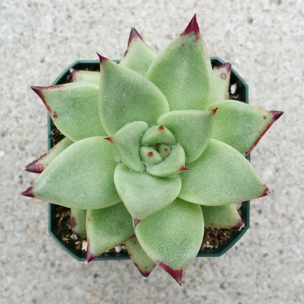 Close-up of Echeveria agavoides 'Ebony,' showcasing a rosette of thick, fleshy leaves with deep, dark red to purplish-black tips. The leaves are slightly pointed and have a waxy surface, arranged in a compact, symmetrical rosette.