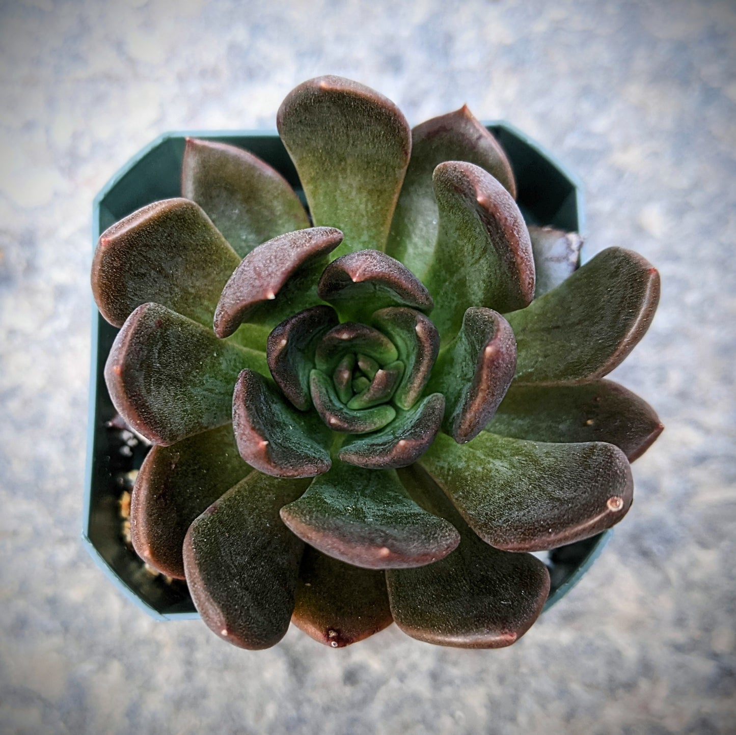 Close-up of Echeveria 'Black Prince' showcasing its dark green and brown leaves.