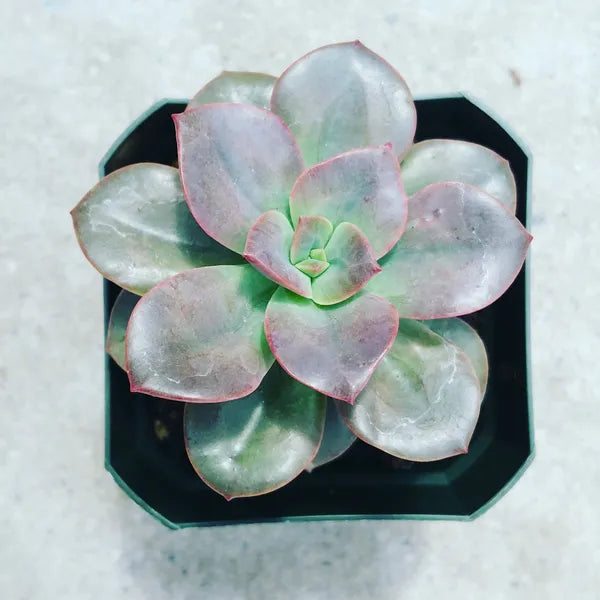 Echeveria ‘Chroma’