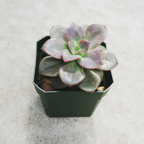 Echeveria ‘Chroma’