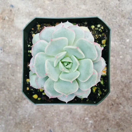 Echeveria 'Dondo'