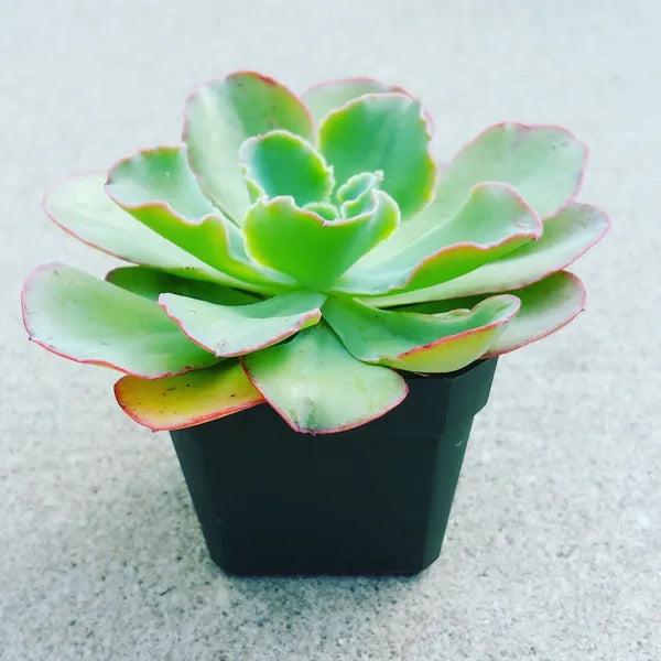 Echeveria 'Easter Bonnet'