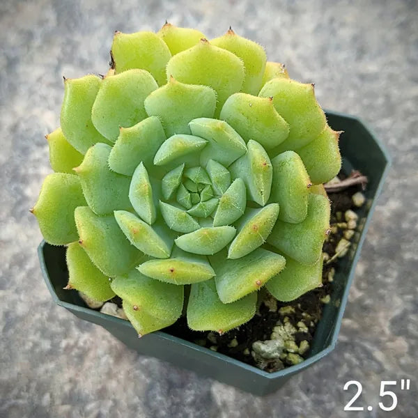 A close-up top view of Echeveria Kircheriana, showcasing its green rosette-shaped leaves in a 2.5" pot.