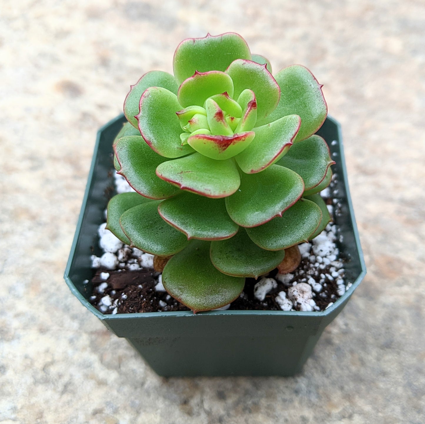 A close-up of Echeveria Multicaulis Caerulea showcasing its green rosette-shaped leaves with pink tips.