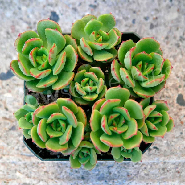 A close-up cluster top view of Echeveria Multicaulis Caerulea showcasing its green rosette-shaped leaves with pink tips.