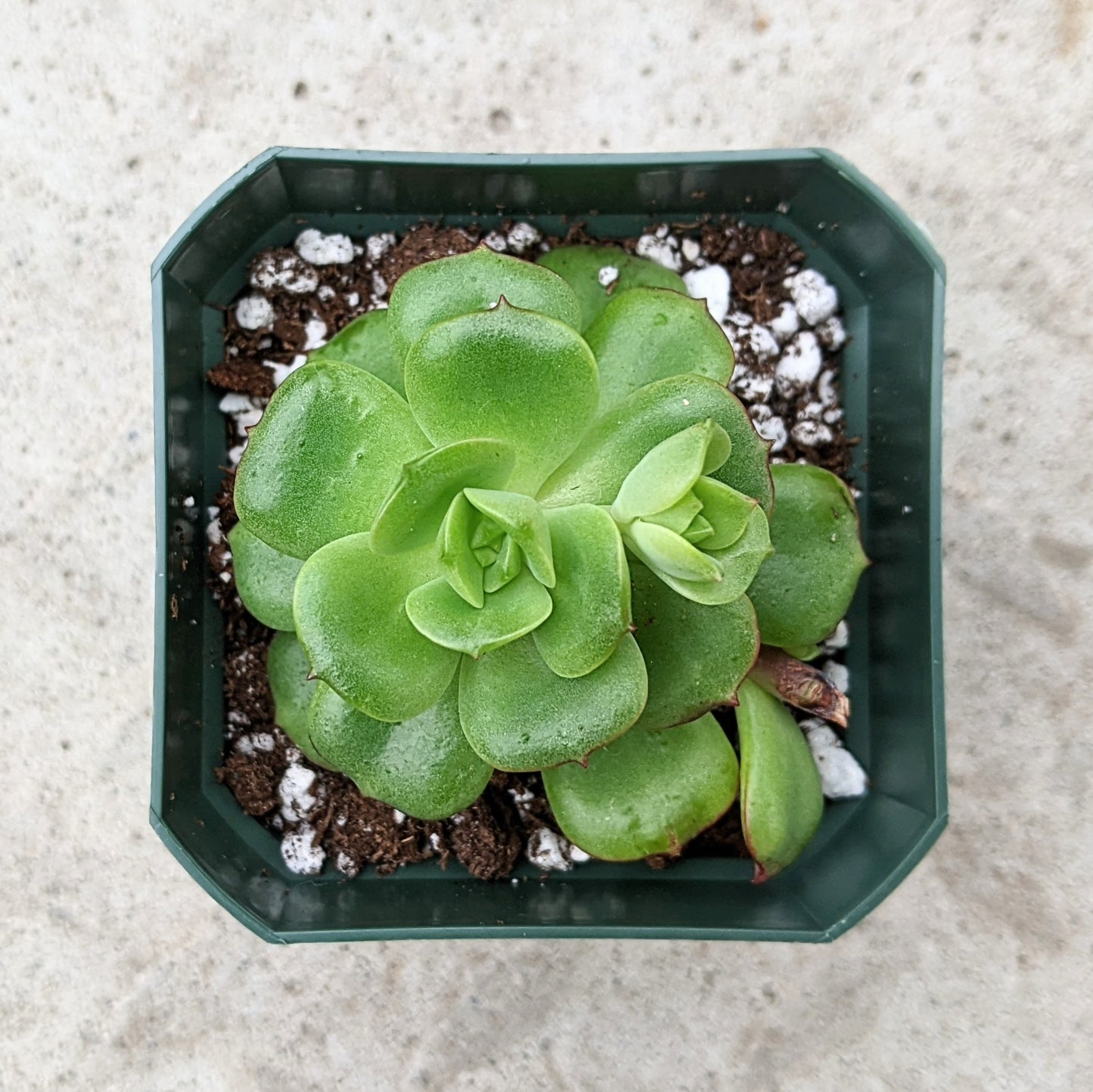 A close-up top view of Echeveria Multicaulis Caerulea showcasing its green rosette-shaped leaves with pink tips.