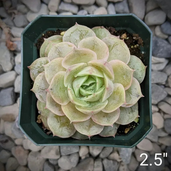 A close-up of Echeveria 'Onslow' in a 2.5-inch pot, showcasing a unified rosette with shades of light green to yellow.