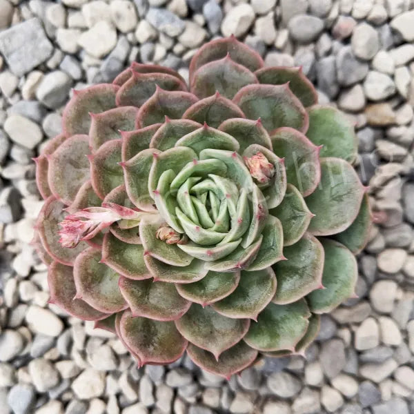 A close-up of Echeveria 'Onslow' in a 3.5-inch pot, showcasing a unified rosette with shades of light green to peach.