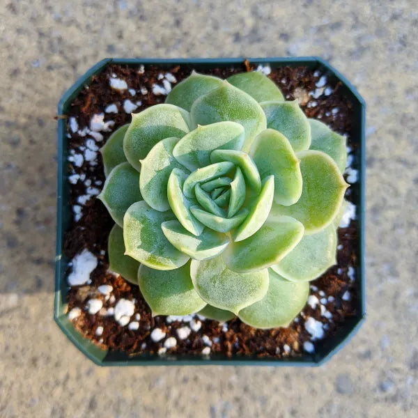 A close-up of Echeveria 'Onslow' in a 2.5-inch pot, showcasing a unified rosette with shades of light green.