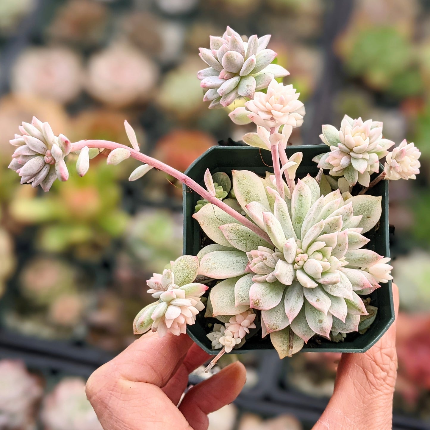 A close-up of Echeveria Prolifica Variegated, showcasing its compact rosette of pale green to creamy white leaves with hints of pink. The succulent's leaves are fleshy and slightly pointed, arranged in a symmetrical, dense formation. The plant sits in well-draining soil, highlighted by natural light, which accentuates the subtle variegation and soft colour transitions.