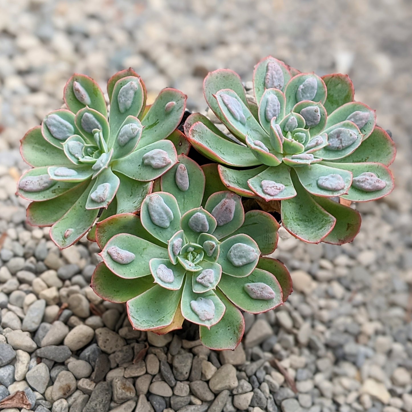 A close-up of an Echeveria Raindrop cluster, displaying its characteristic bumps due to adequate sun exposure.