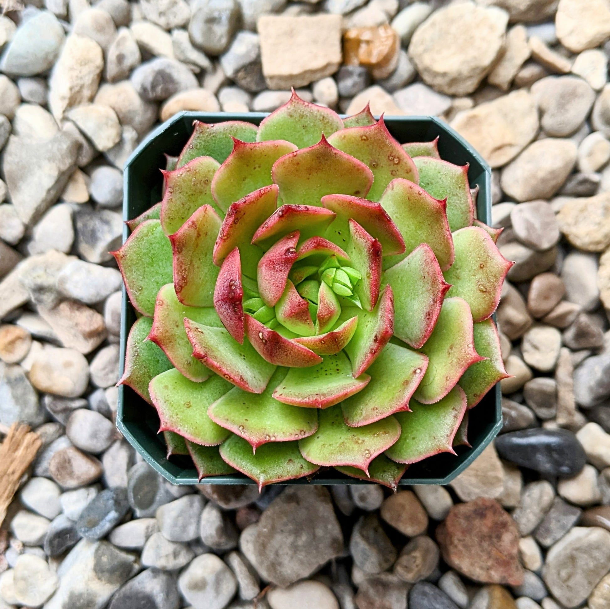 A close-up of Echeveria 'Ramillette' in a 2.5-inch pot, showcasing a blend of red and green leaves.