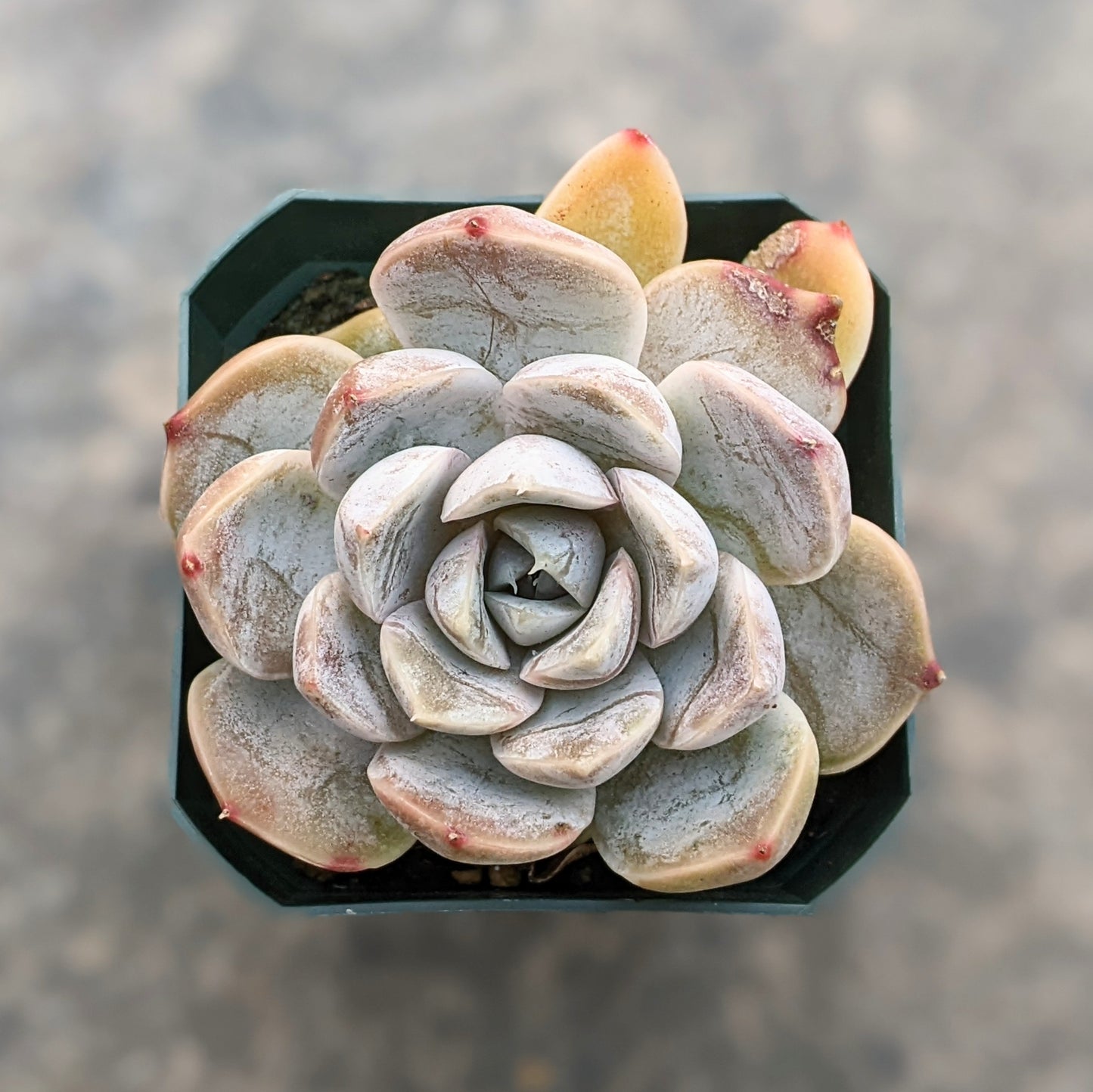 A close-up of Echeveria 'Snow Bunny' showcasing its rosette of pale green to silvery leaves with soft pinkish edges.