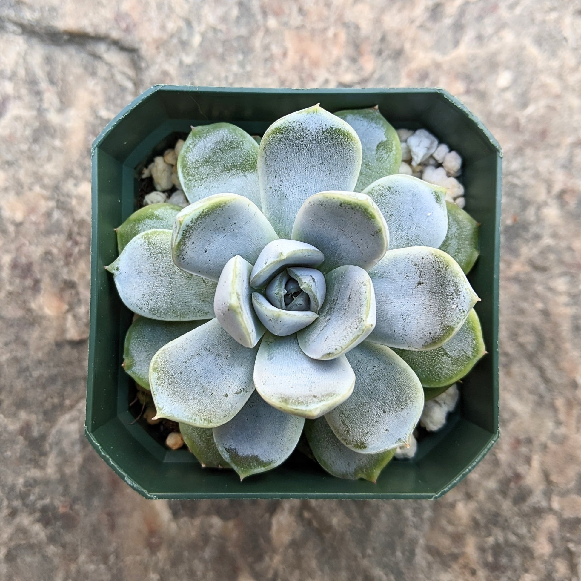 A close-up of Echeveria 'Snow Bunny' showcasing its rosette of pale green to silvery leaves.