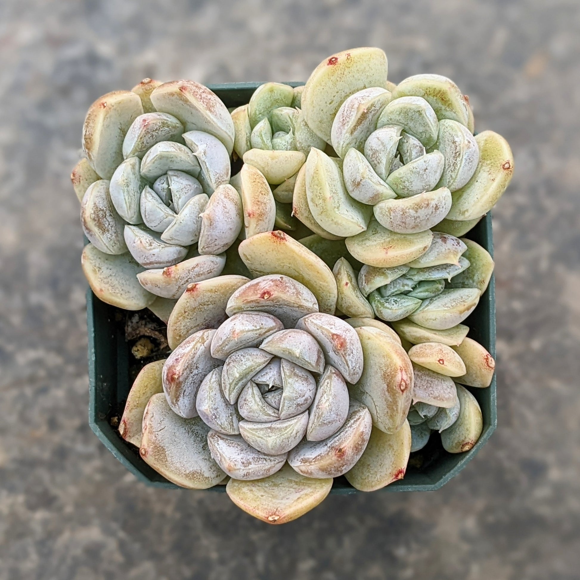 A close-up of Echeveria 'Snow Bunny' cluster showcasing its rosette of pale green to silvery leaves with soft pinkish edges.