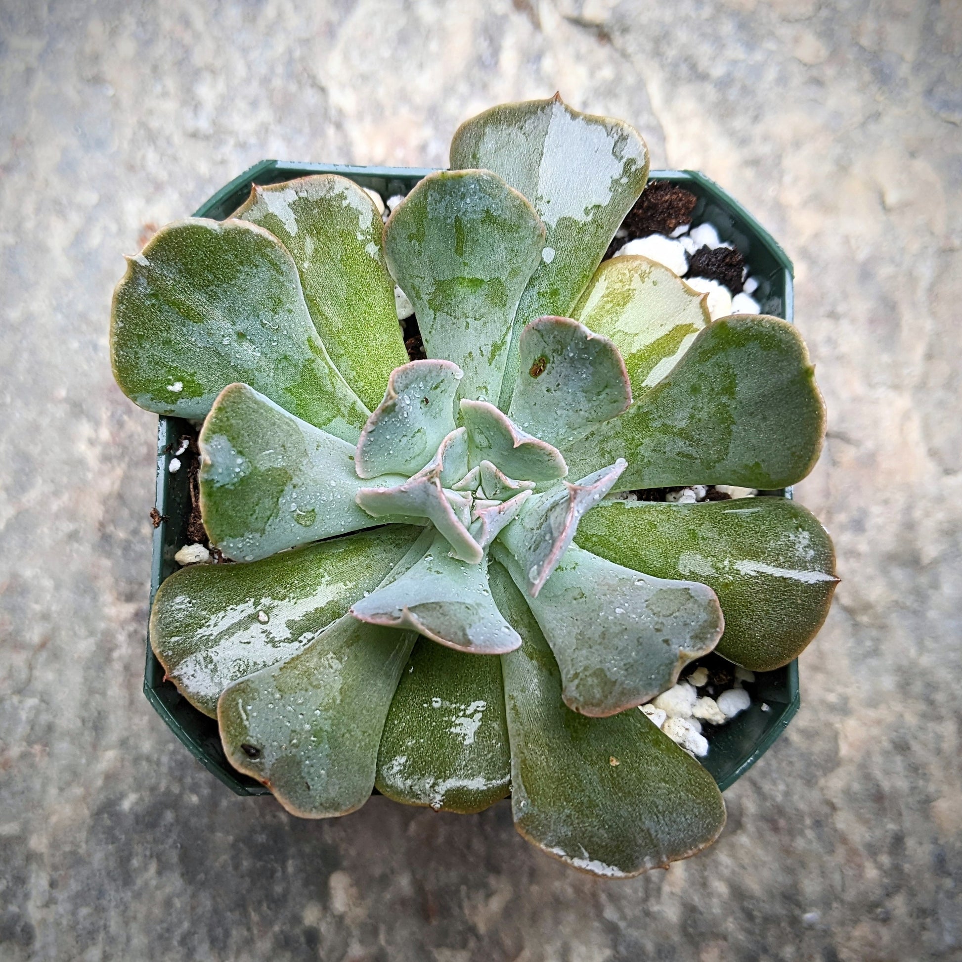 Close-up of Echeveria 'Swan Lake' showing its rosette-shaped, blue-green leaves with ruffled edges and soft pink tinges. The succulent is in a small pot, highlighting its delicate and elegant appearance.