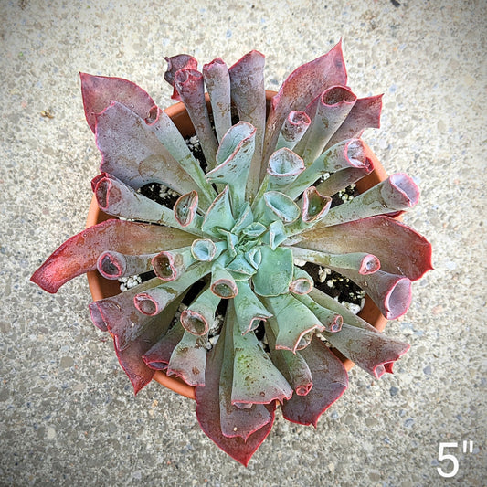 Echeveria Trumpet Pinky succulent with soft pink and green rosettes in a 5" pot, perfect for indoor or outdoor display.