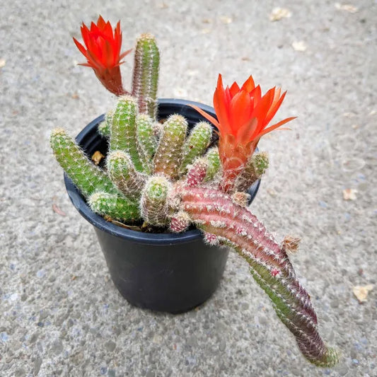A close up red flower of Echinopsis Chamaecereus in 3.5" pot.