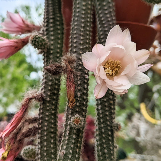 Close-up of the white flower of Echinopsis ‘Westfield Alba’ peanut cactus.