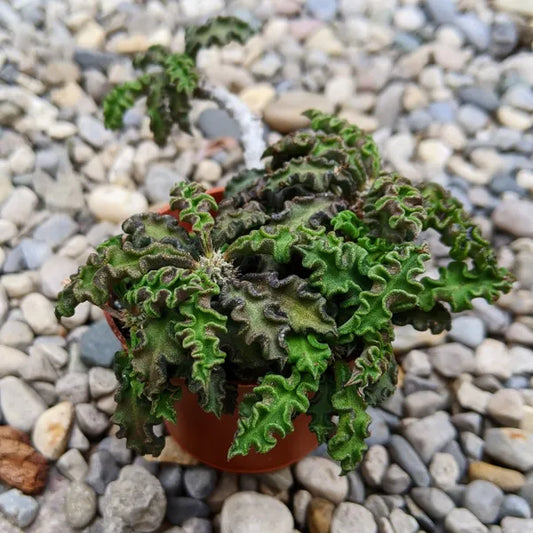 Euphorbia Decaryi