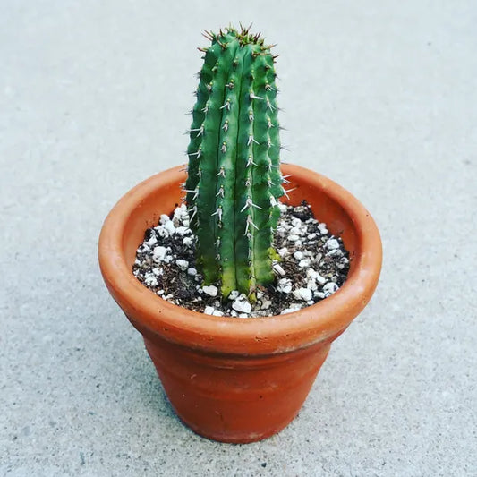 Euphorbia Fruticosa