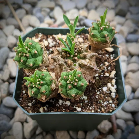 Euphorbia Japonica