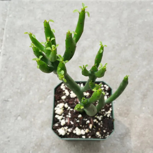 Euphorbia Leucodendron