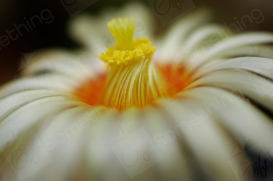 Close-up of Euphorbia Obesa flower, highlighting the stigma, flower petals, and visible pollen.