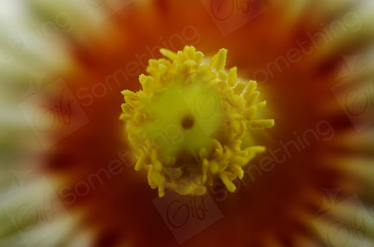 Close-up of Euphorbia Obesa flower stigma, showcasing the central reproductive part of the bloom with pollen visible at the centre.